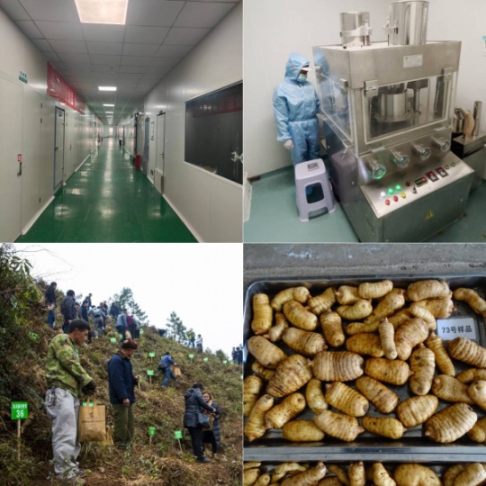 昭通小草坝天麻种植基地:古德生物打造道地药材的生态摇篮
