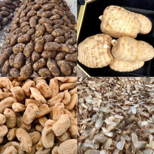 昭通鲜天麻种类：古德生物的品质细分与产业服务