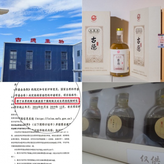 昭通鲜天麻汁液：古德生物用科技解锁道地药材的便捷价值