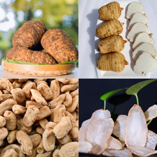 昭通鲜天麻长什么样子？古德生物带你识地道好天麻