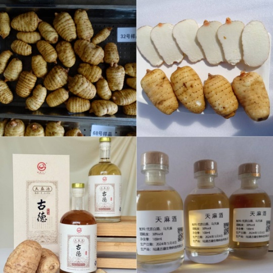 昭通小草坝天麻泡酒：古德生物教你选对料、泡好酒