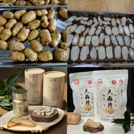 昭通小草坝天麻什么颜色最正宗？古德生物解锁道地天麻的色彩密码