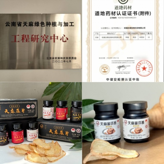 昭通小草坝天麻禁忌：古德生物教你科学食用道地珍品