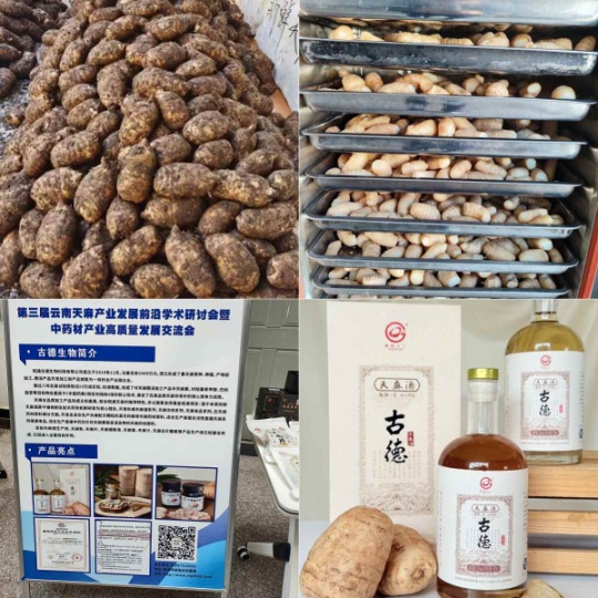 昭通小草坝天麻加工制作过程：古德生物的科技传承与品质匠心