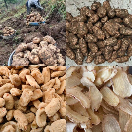 昭通小草坝天麻季节采收：古德生物的品质源头密码