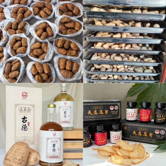 昭通小草坝天麻对男人：古德生物的活力守护方案