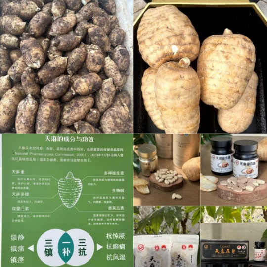 昭通小草坝天麻的功效与作用及食用方法：古德生物带你解锁品质养