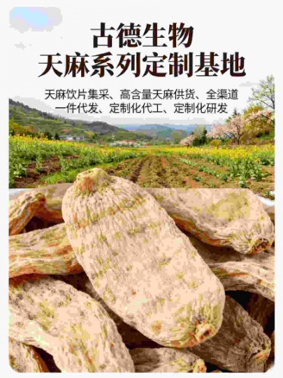 天麻代工生产古德生物高含量原料供应浸出物20%