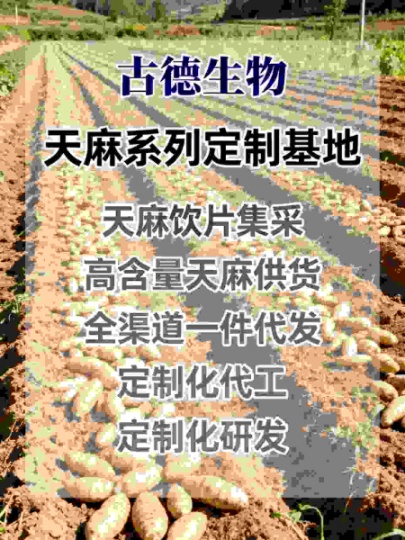 天麻代工生产古德生物高含量原料供应浸出物20%