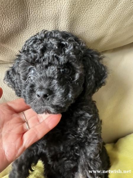 🐶 精品玩具贵宾犬宝宝(Toy Poodle)—— 稀有娃娃 🐶 精品玩具贵宾犬宝宝(Toy Poodle)—— 稀有娃娃