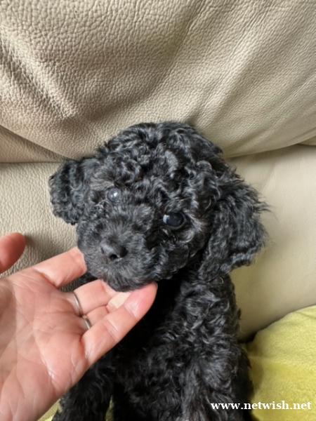 🐶 精品玩具贵宾犬宝宝(Toy Poodle)—— 稀有娃娃 🐶 精品玩具贵宾犬宝宝(Toy Poodle)—— 稀有娃娃