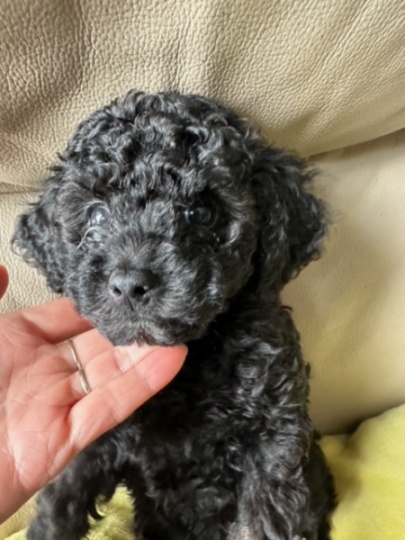🐶 精品玩具贵宾犬宝宝（Toy Poodle）—— 稀有娃娃